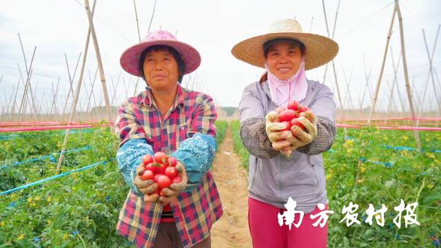 遂溪千禧果成就一條“億元村”  南方農(nóng)村報(bào) 林曉嵐 拍攝